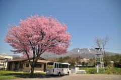 桜と残雪の浅間山