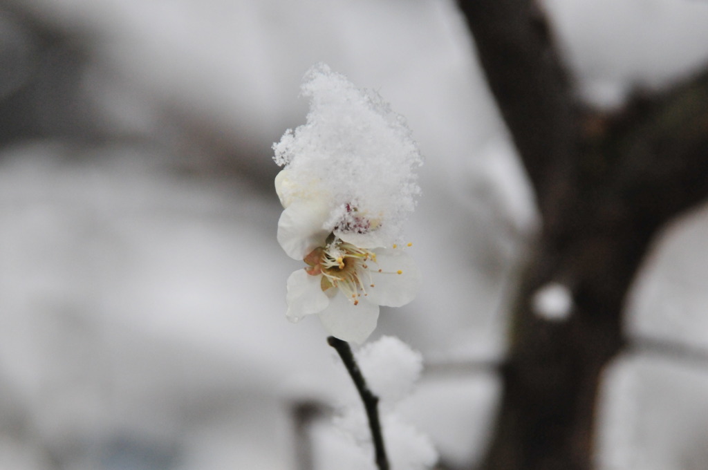 梅に綿雪