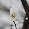 梅に綿雪