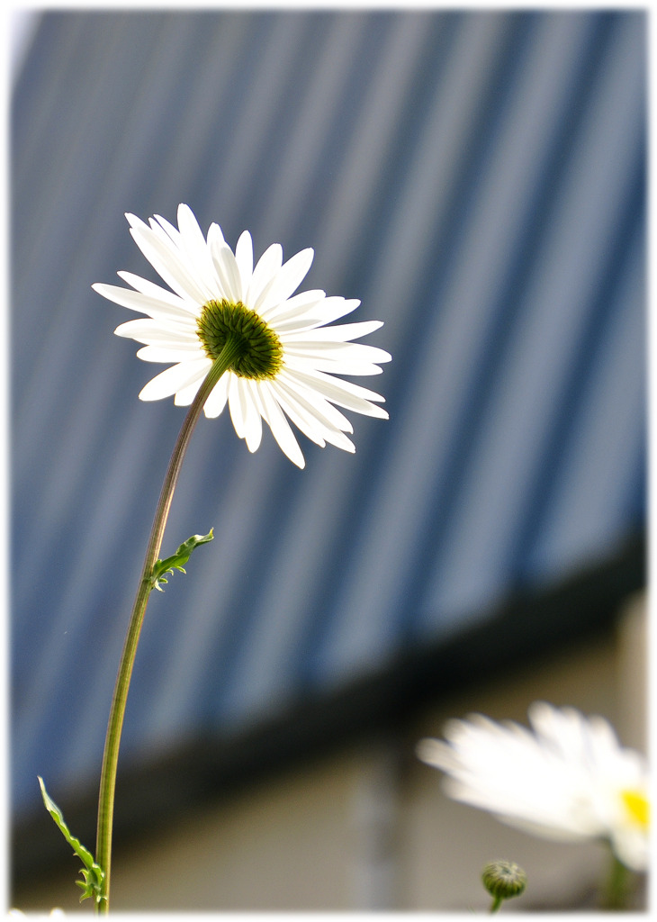daisy