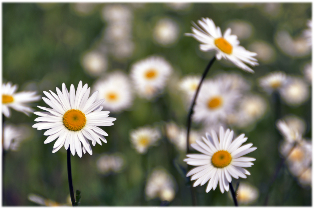 daisy