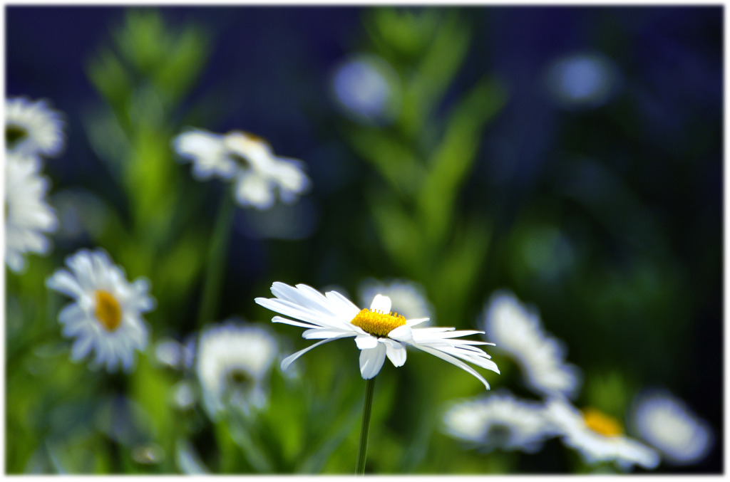 daisy