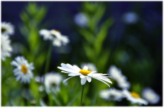 daisy