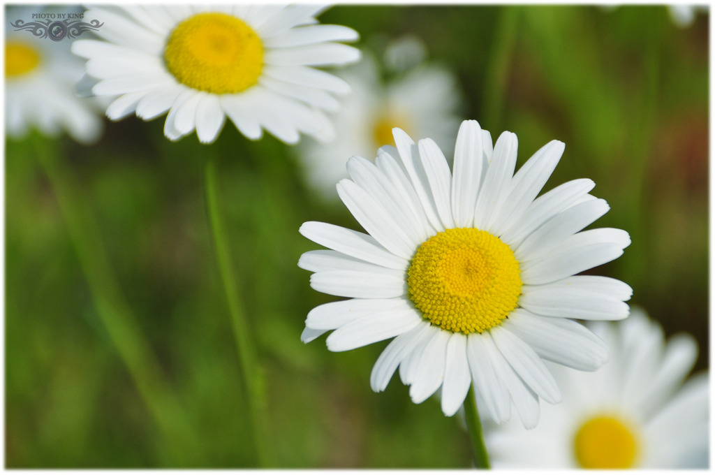 daisy