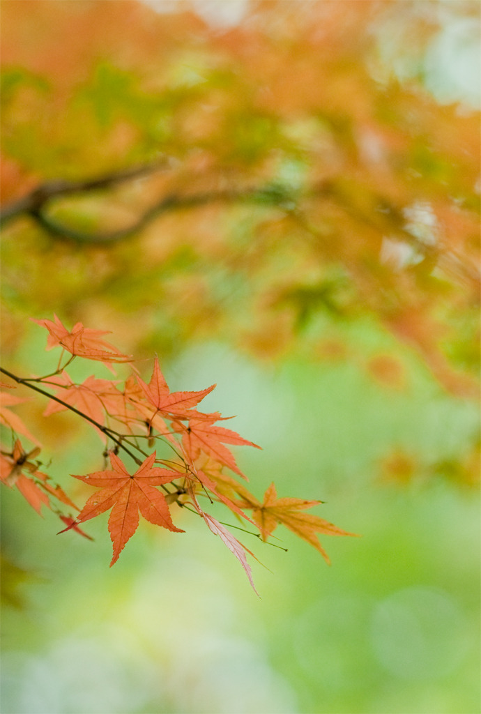 湖畔にて紅葉