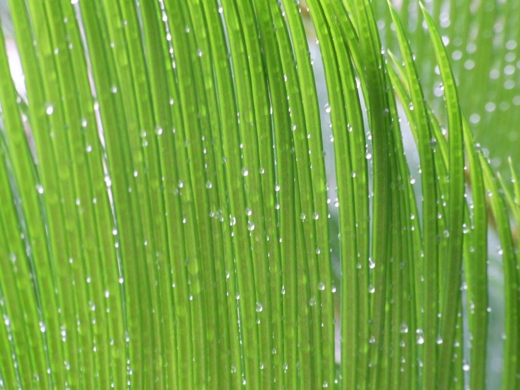 雨上がり