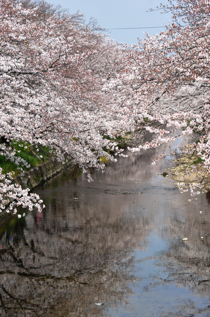 五条川桜