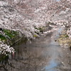 五条川桜