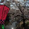 ちょうちん