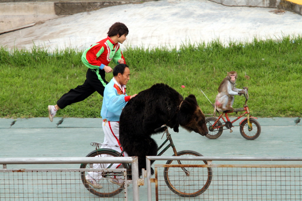 熊と猿の自転車乗り