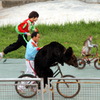 熊と猿の自転車乗り
