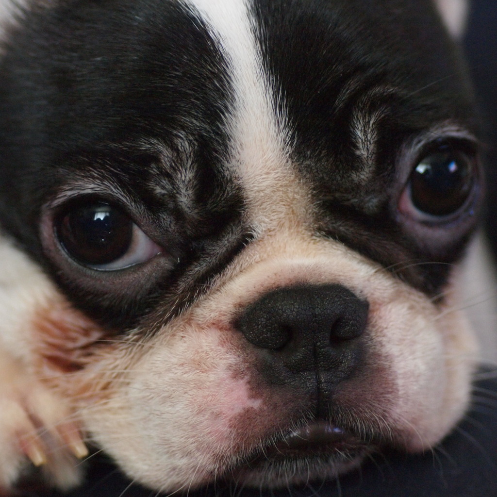 Family dog　Mignon