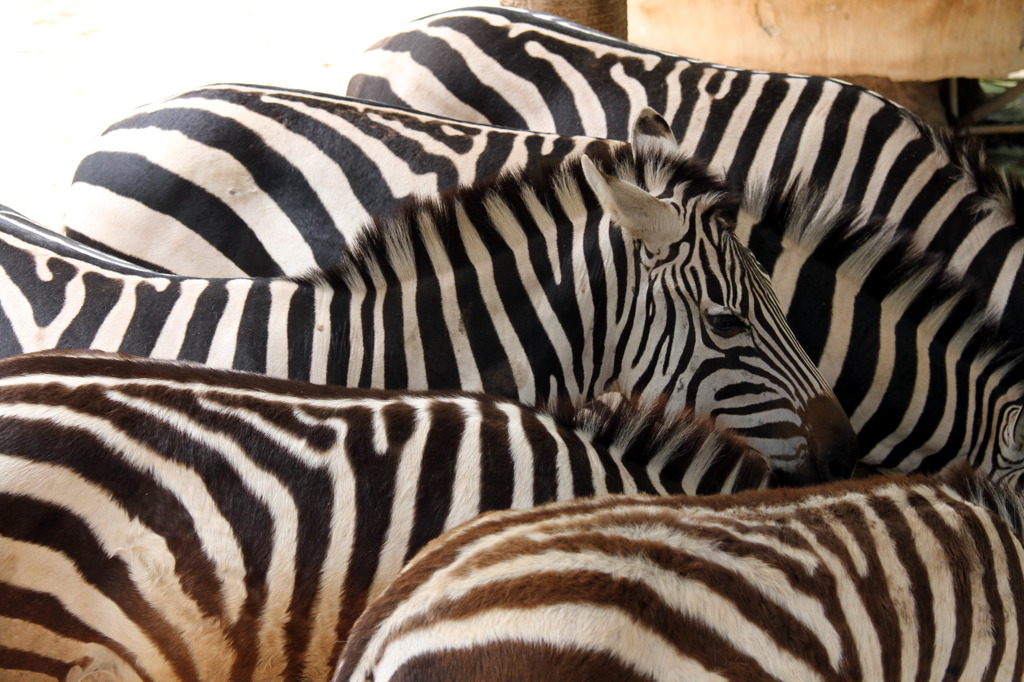 Zebra Zebra Zebra