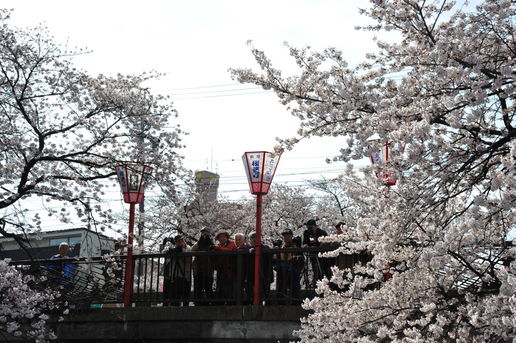 桜ショットを狙うカメラマン