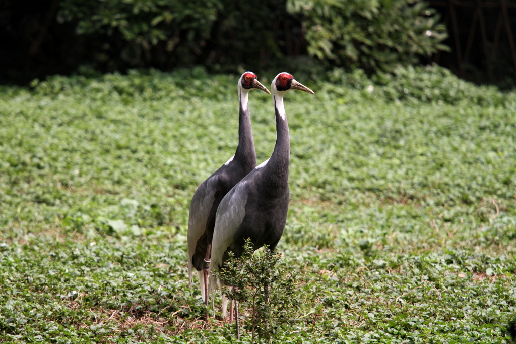 Crane Pair