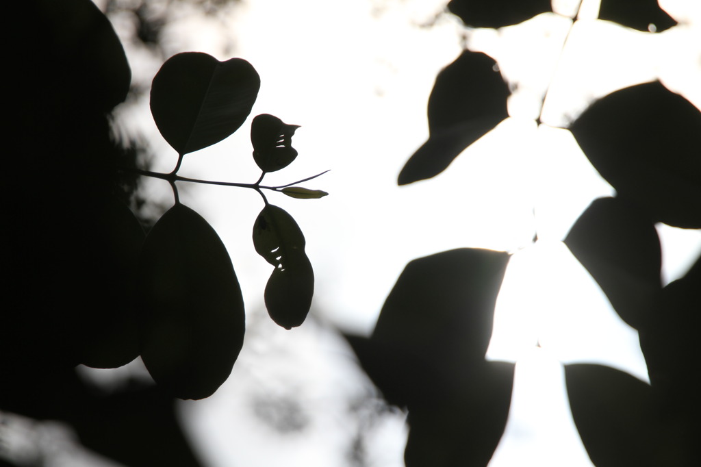 Leaf shadows