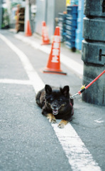犬さん