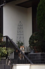 見る犬。