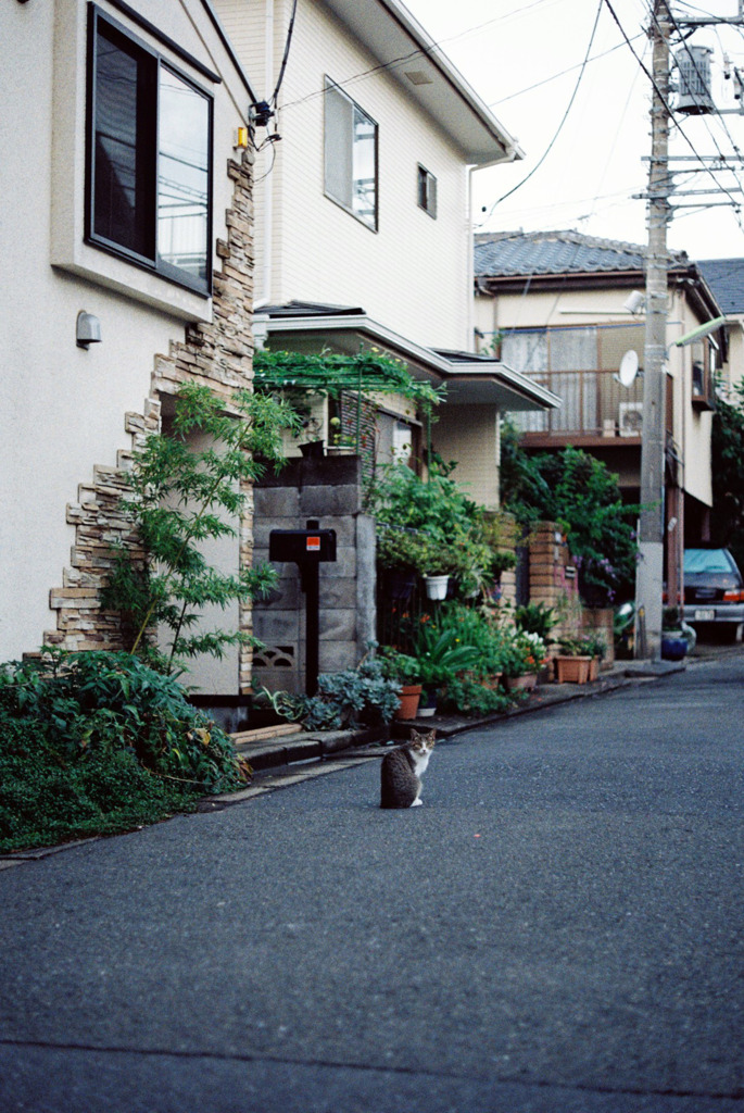ねこ。