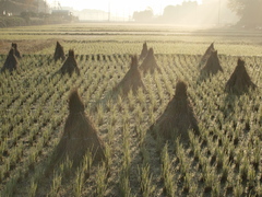 今年の田んぼも終わりです。