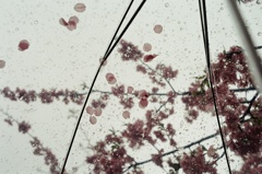 ビニール傘と桜。