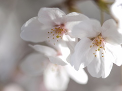 2012桜。