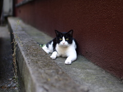 ねこ