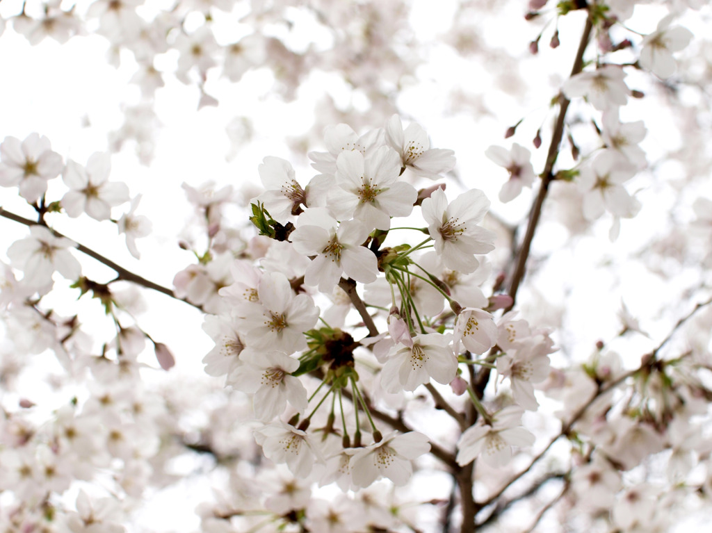 花曇り。