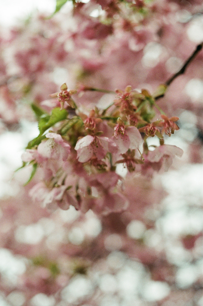 桜。