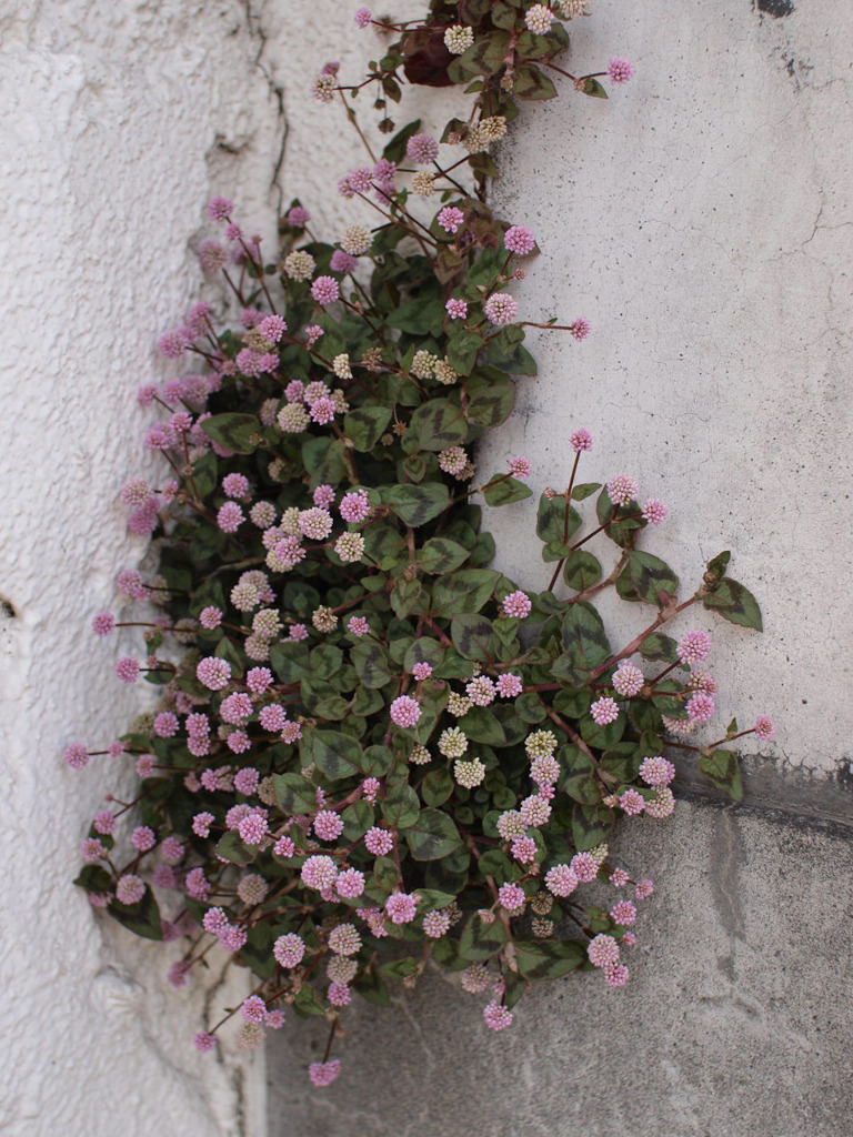 カベの花。