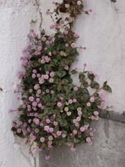 カベの花。