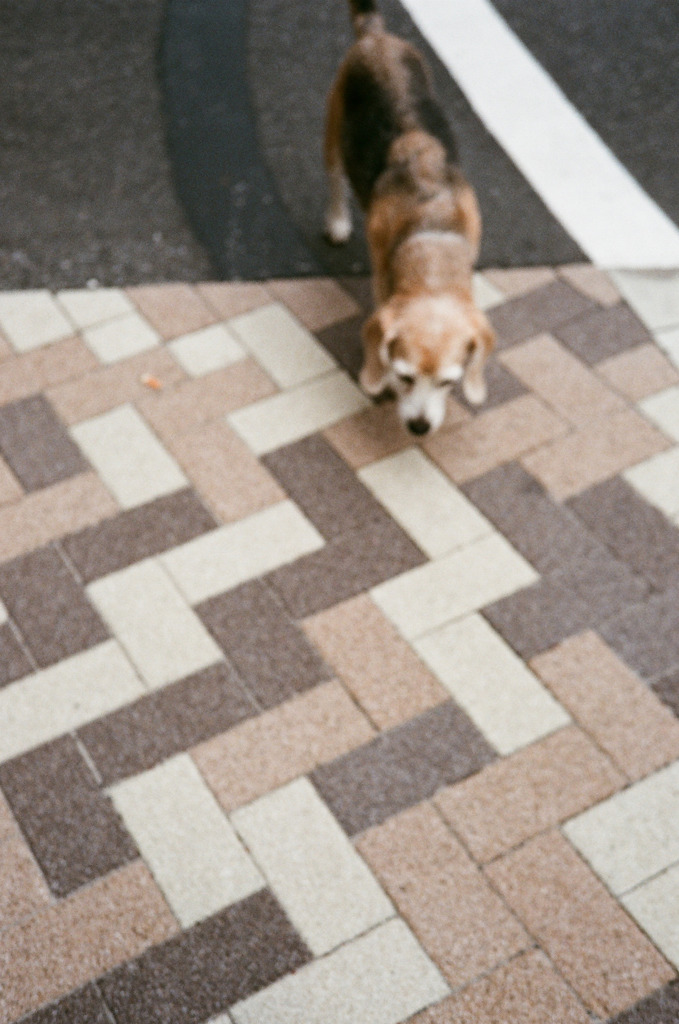 寄ってくる犬。