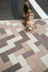 寄ってくる犬。