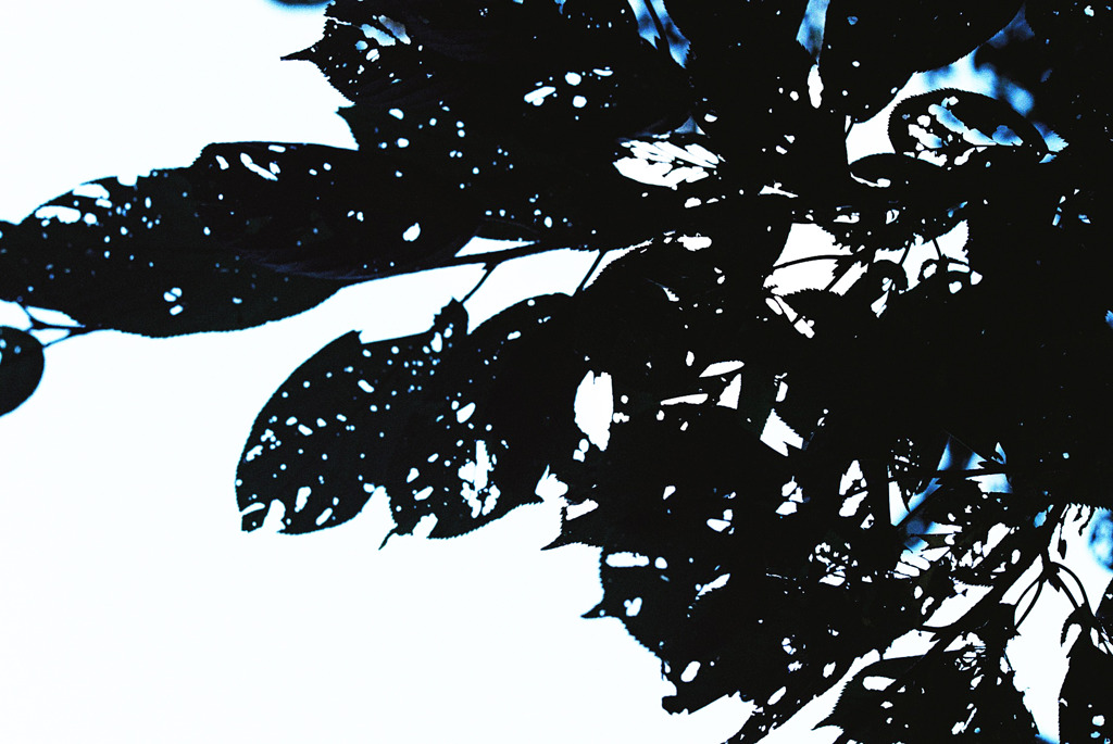 桜。秋ｖｅｒ.