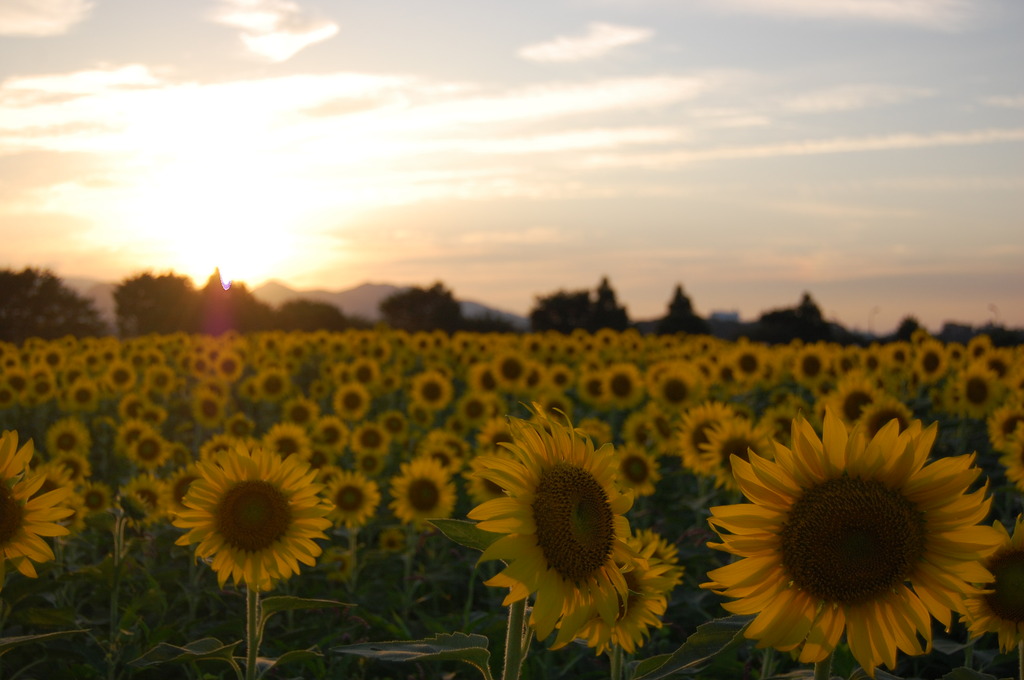 夏の夕暮れ
