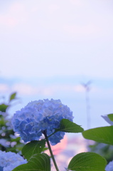 海とあじさい