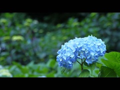 長谷寺のあじさい