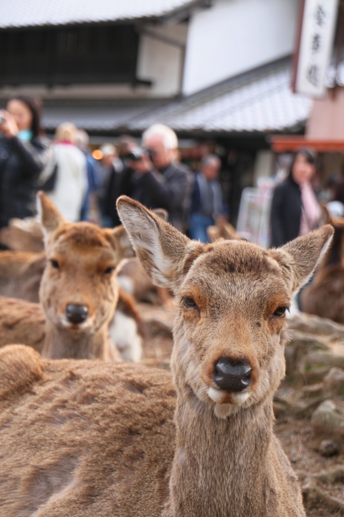 眠たそう。。。