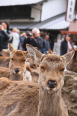 眠たそう。。。