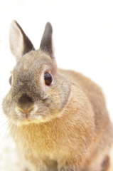 うさぎ♪①