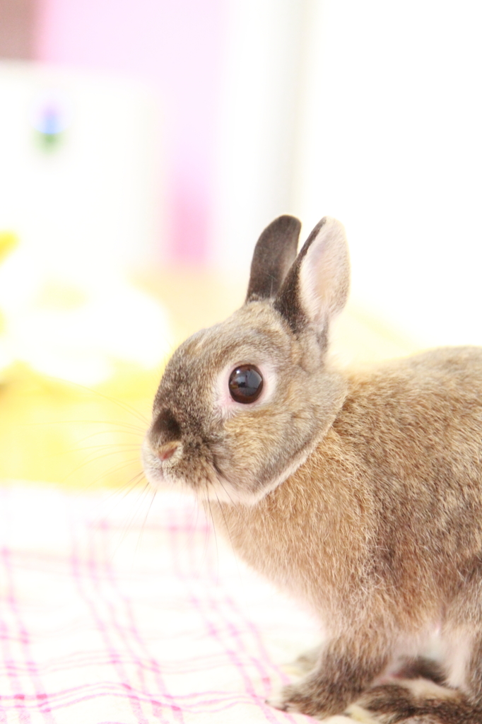 うさぎ♪②