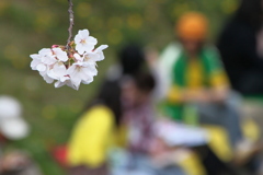 お花見日和