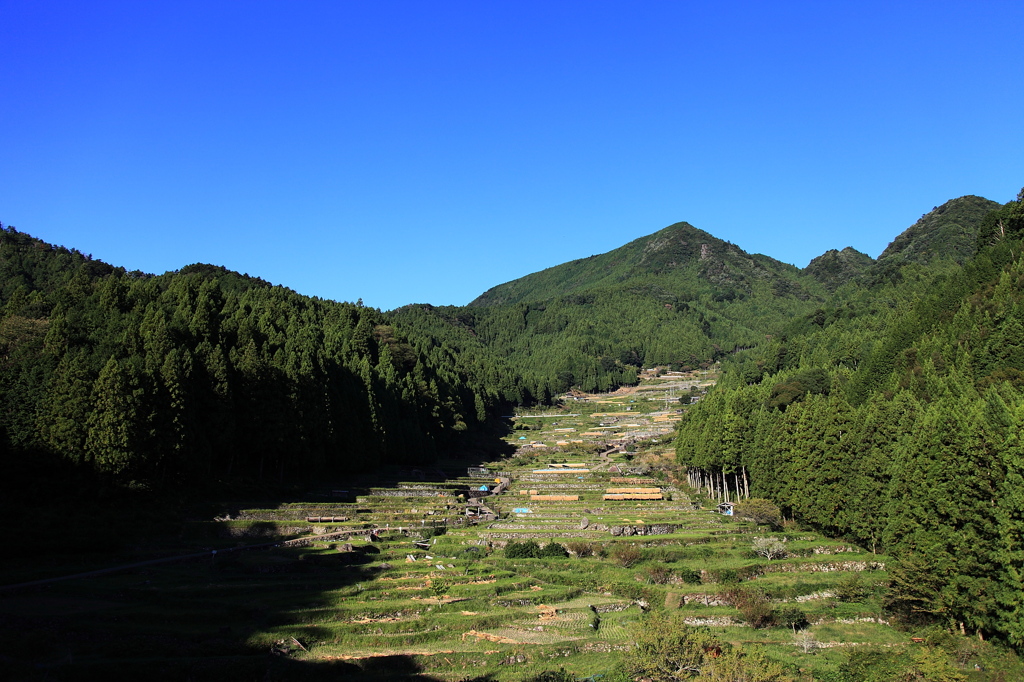 四谷千枚田①