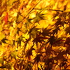 2010　香嵐渓③