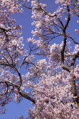 高遠城址公園