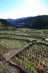 四谷千枚田②