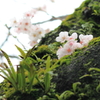 かわいく咲く