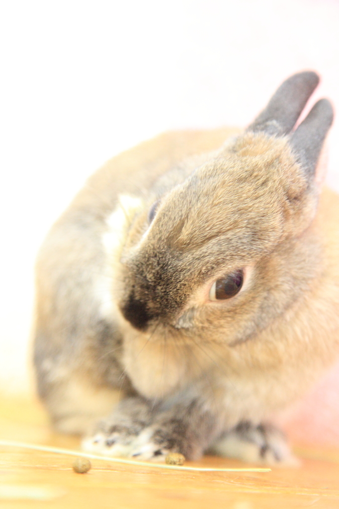うさぎ♪③