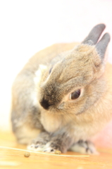 うさぎ♪③