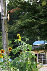 僕の夏休み